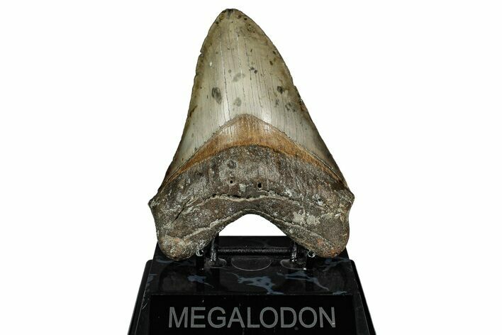 Serrated, Fossil Megalodon Tooth - North Carolina #344045